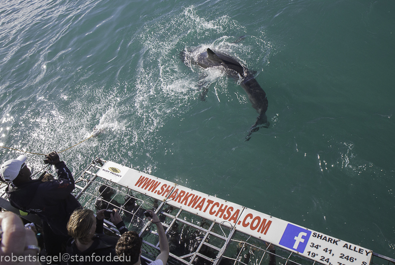 shark show